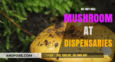 Mushroom Dispensary Sales: What's Available and Where?