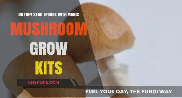 Magic Mushroom Grow Kits: Do They Include Spores for Cultivation?