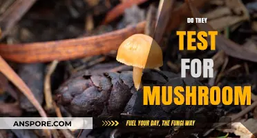 Mushroom Testing: What to Expect and Why
