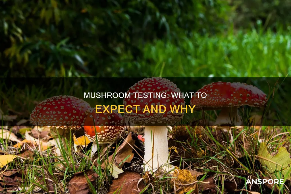 do they test for mushrooms