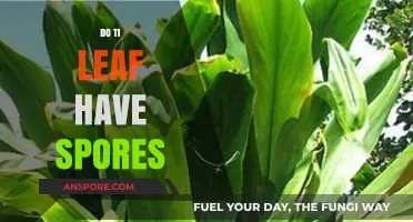 Do Ti Leaves Have Spores? Unveiling the Truth About Ti Plants