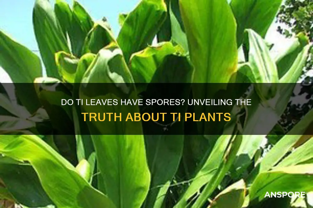 do ti leaf have spores