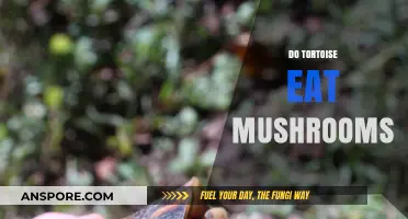 Can Tortoises Safely Eat Mushrooms? A Complete Dietary Guide