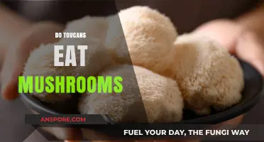 Do Toucans Eat Mushrooms? Exploring Their Unique Dietary Habits