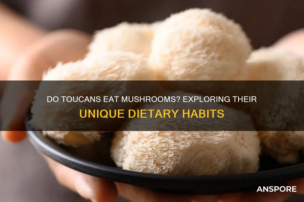 do toucans eat mushrooms