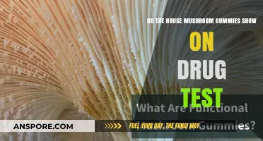 Mushroom Gummies and Drug Tests: What You Need to Know