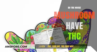 THC in Tree House Mushrooms: What's the Truth?