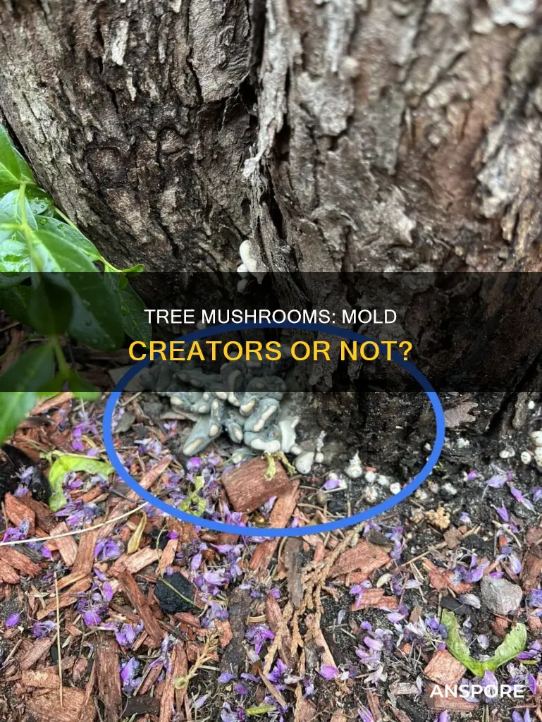 do tree mushroom create mold
