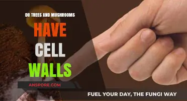 Cell Walls: Trees, Mushrooms, and Their Unique Structures