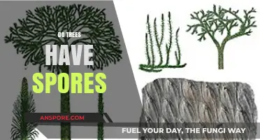 Do Trees Have Spores? Unveiling the Secrets of Tree Reproduction