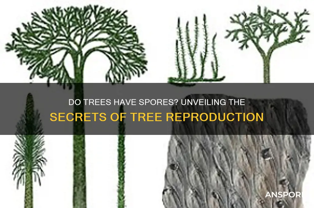 do trees have spores