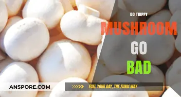 Do Trippy Mushrooms Expire? Shelf Life and Safety Tips