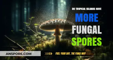 Exploring Fungal Diversity: Do Tropical Islands Harbor More Spores?