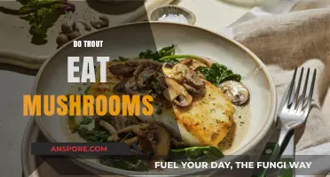 Do Trout Eat Mushrooms? Unveiling Aquatic Diet Secrets