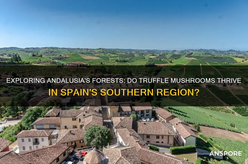 do truffle mushrooms grow in andalusia spain