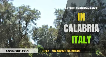 Exploring Calabria's Forests: Do Truffle Mushrooms Thrive in Italy's Southern Region?