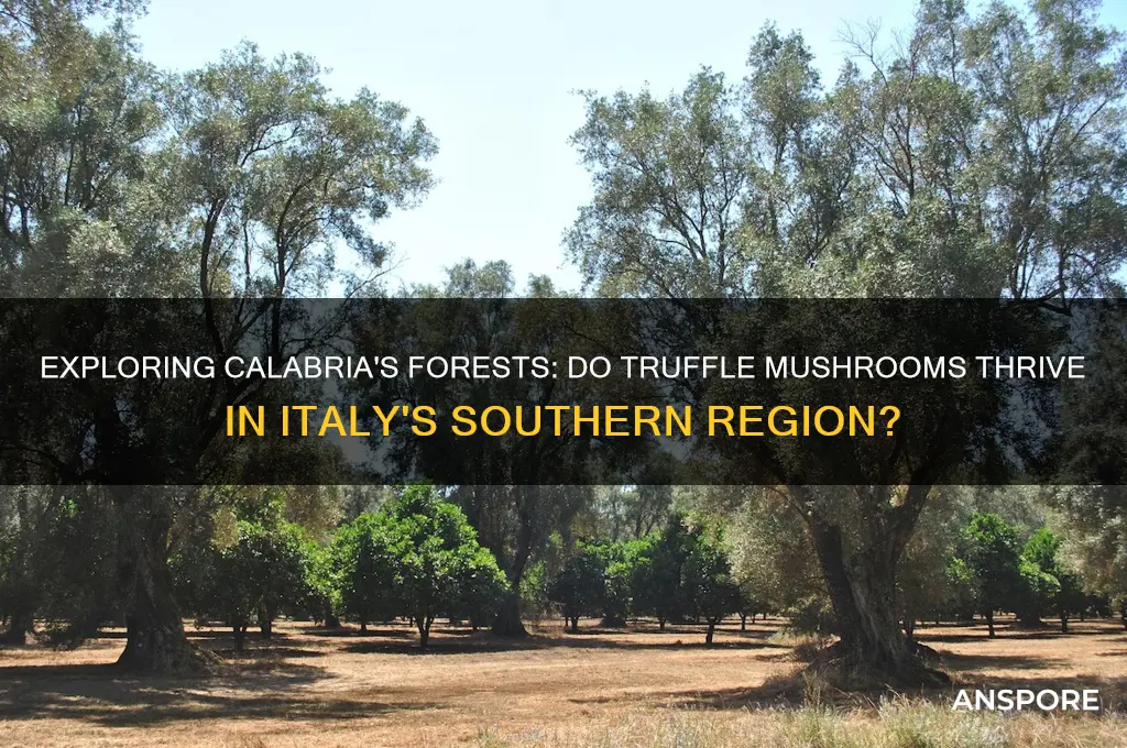 do truffle mushrooms grow in calabria italy