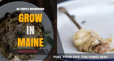 Exploring Maine's Forests: Can You Find Truffle Mushrooms Here?