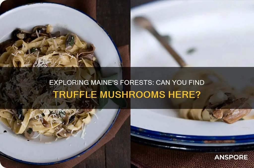 do truffle mushrooms grow in maine