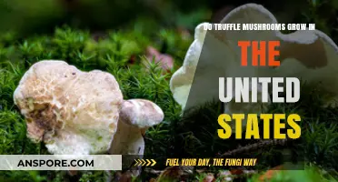 Where to Find Truffle Mushrooms in the United States