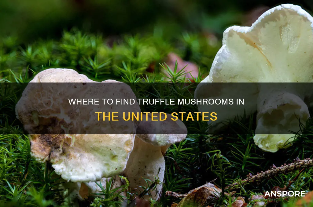 do truffle mushrooms grow in the united states