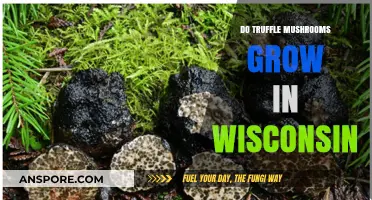Exploring Wisconsin's Forests: Can You Find Truffle Mushrooms Here?