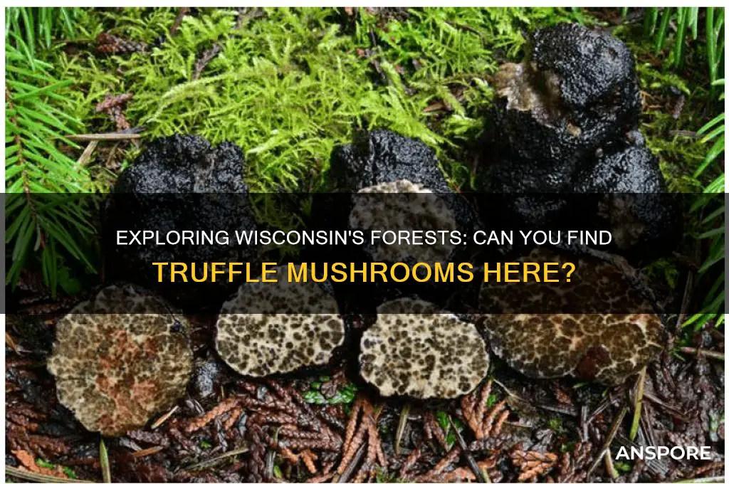 do truffle mushrooms grow in wisconsin