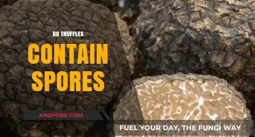 Do Truffles Contain Spores? Unveiling the Fungal Mystery Beneath the Soil