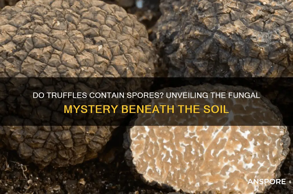 do truffles contain spores