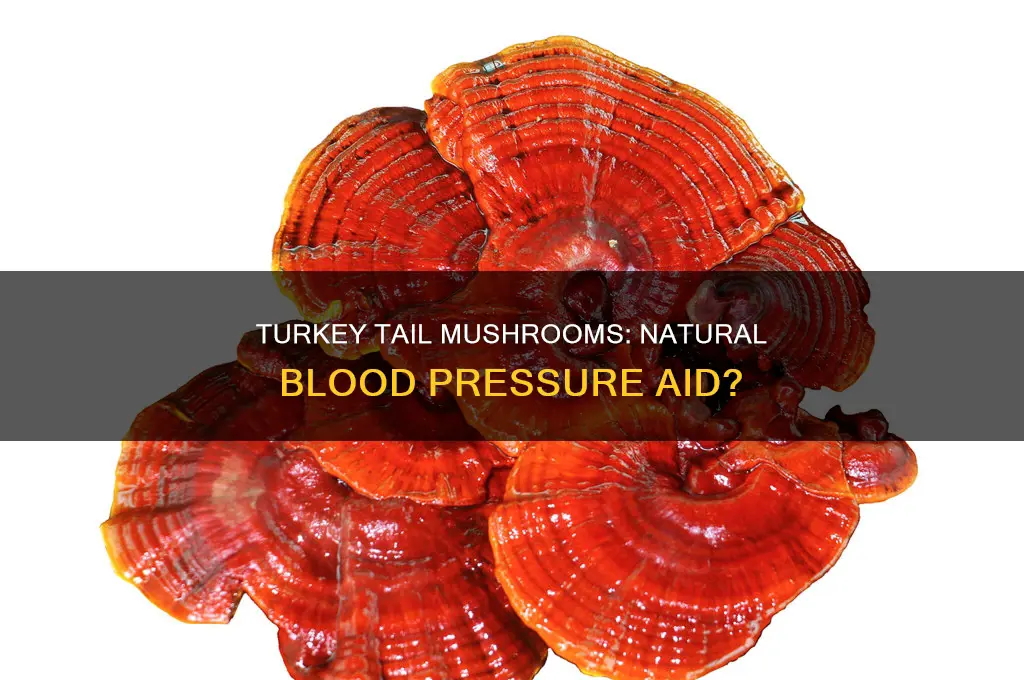 do turkey tail mushrooms affect blood pressure