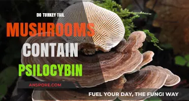 Turkey Tail Mushrooms: Do They Contain Psilocybin?