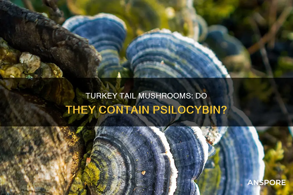 do turkey tail mushrooms contain psilocybin