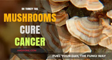Turkey Tail Mushrooms: Cancer Cure or Hoax?