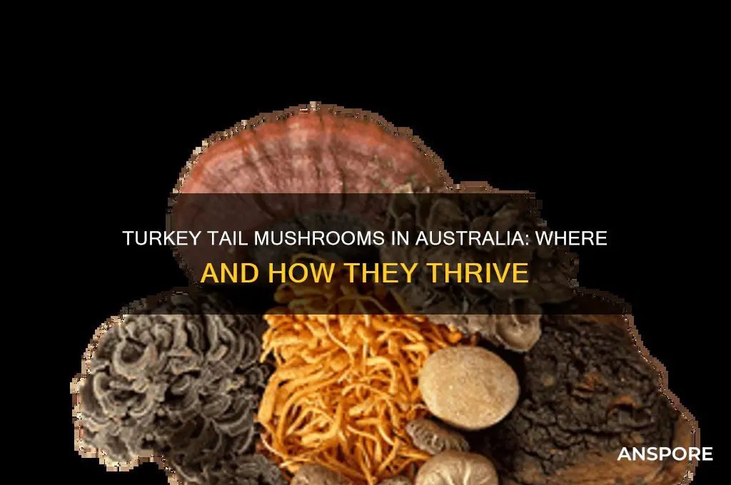 do turkey tail mushrooms grow in australia