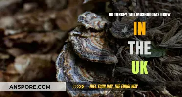 Turkey Tail Mushrooms in the UK: Habitat and Growth Insights