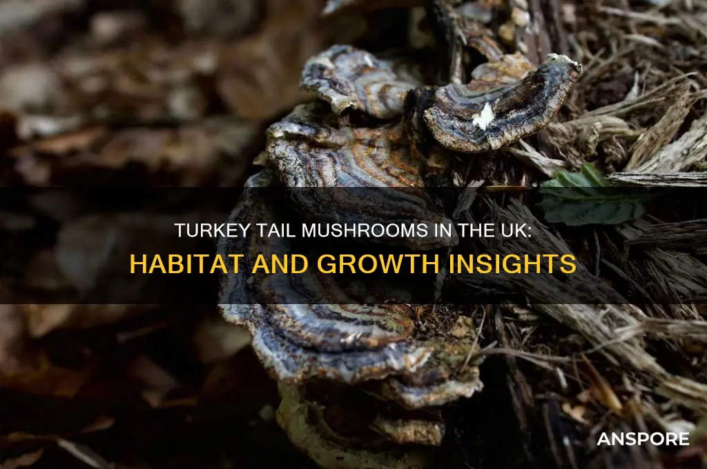 do turkey tail mushrooms grow in the uk