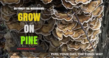Do Turkey Tail Mushrooms Thrive on Pine Trees? Exploring Growth Habits