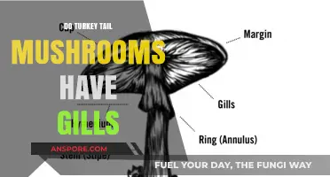 Turkey Tail Mushrooms: What's Under the Cap?