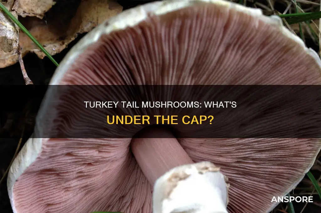 do turkey tail mushrooms have gills