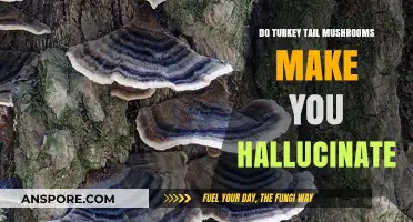 Turkey Tail Mushrooms: Hallucination Myth or Medicinal Reality?