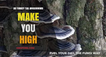 Turkey Tail Mushrooms: Do They Induce a High or Not?