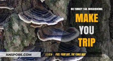 Turkey Tail Mushrooms: Do They Induce Psychedelic Trips or Not?