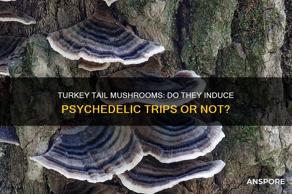 do turkey tail mushrooms make you trip