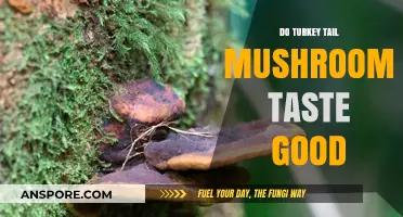 Turkey Tail Mushrooms: Flavor Profile and Culinary Appeal Explored