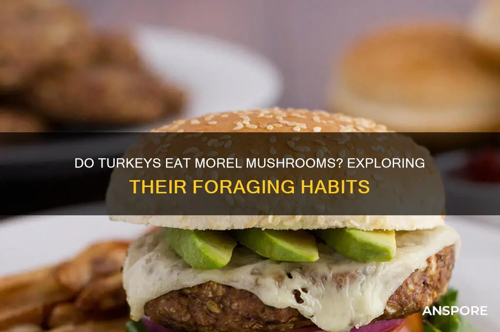 do turkeys eat morel mushrooms