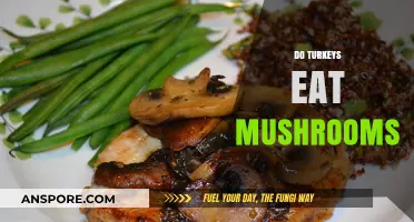 Do Turkeys Eat Mushrooms? Exploring Their Diet and Foraging Habits