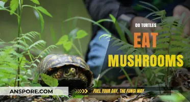 Can Turtles Safely Eat Mushrooms? Exploring Their Dietary Habits