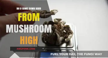 How to Avoid a Bad Mushroom Trip