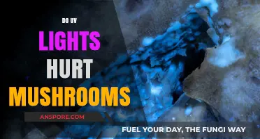 UV Lights: Friend or Foe to Mushrooms?
