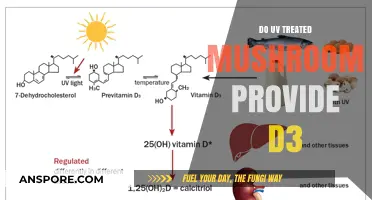UV-Treated Mushrooms: A Natural Source of Vitamin D3?